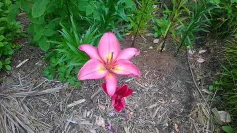 Pink Flower Foto stock