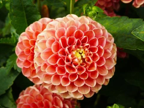 Pink flower Stock Photos