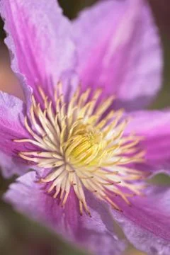 Pink flower Foto stock gratuite