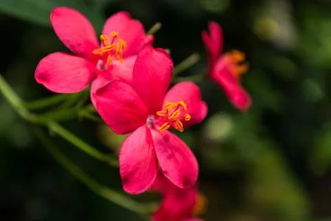 A Pink Flower Stock Photos