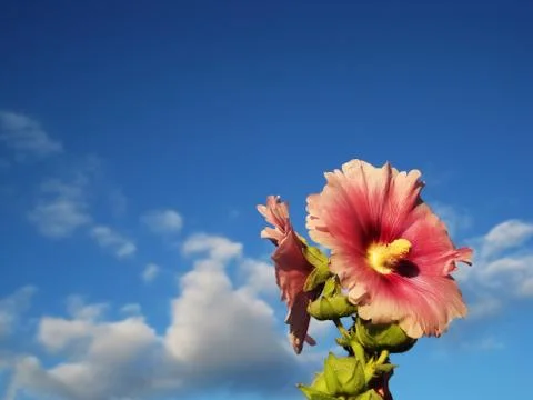 Pink flower Stock Photos