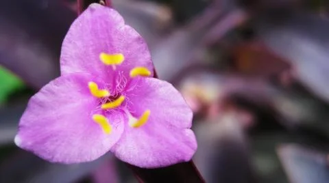 Pink flower Foto stock