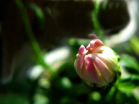 Pink flower. Stock Photos