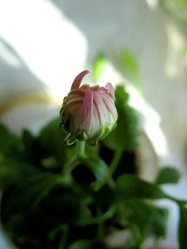 Pink flower Stock Photos