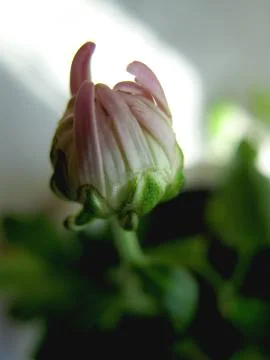 Pink flower Stock Photos