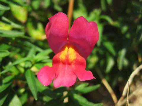 Pink Flower 스톡 사진