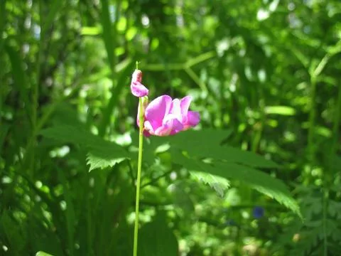 Pink flower Stock Photos