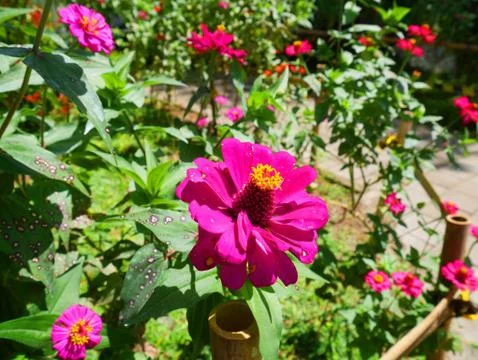 Pink flower Stock Photos