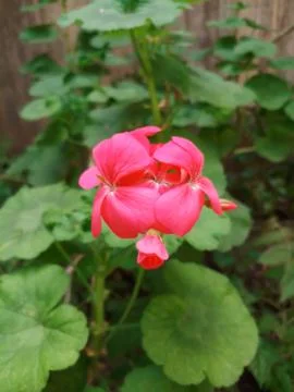 Pink Flower Stock Photos