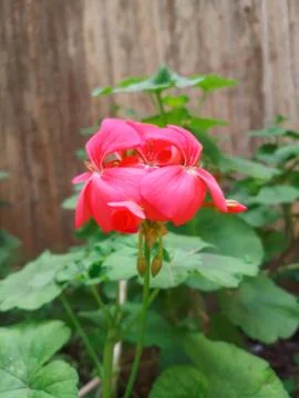 Pink Flower Stock Photos
