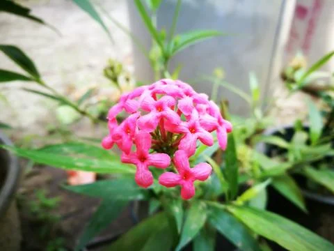 The pink flower Stock-Fotos