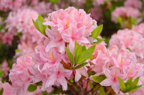 Pink flower Stock Photos