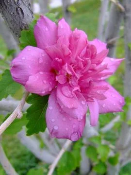 Pink Flower 写真素材