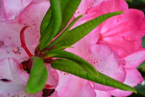 Pink Flower Foto stock