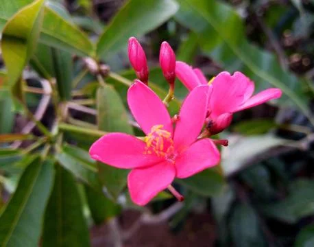 Pink flower Stock Photos