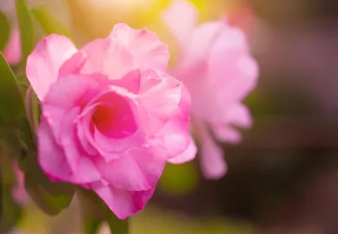 Pink flower Stock Photos