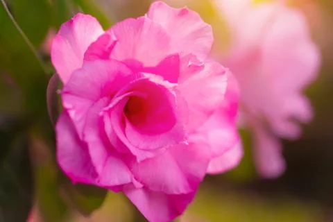 Pink flower Stock Photos