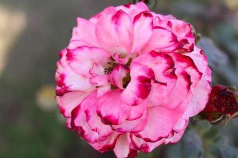 PINK FLOWER Foto stock