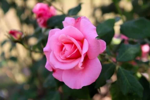 Pink Flower Foto stock