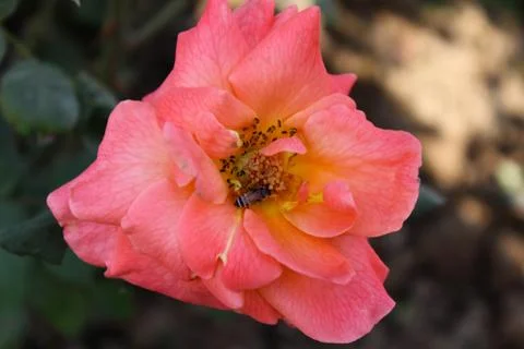PINK FLOWER Foto stock