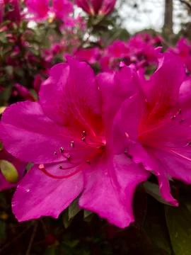 Pink Flower Stock Photos