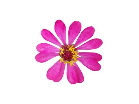 Pink flower Foto stock