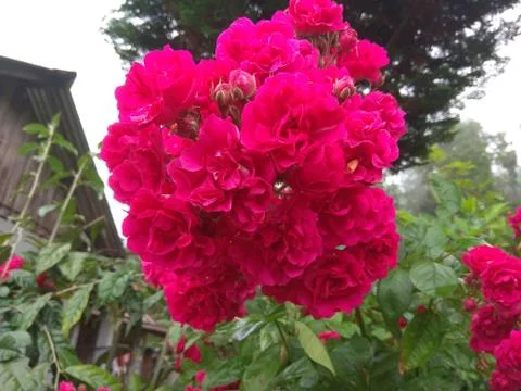 Pink Flower Фото
