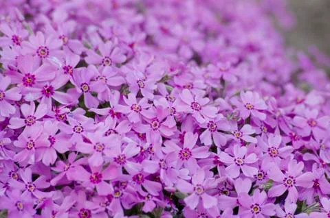 Pink flower Foto stock