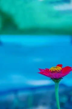 Pink flower Stock Photos