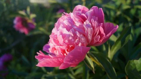 Pink flower Stock Photos
