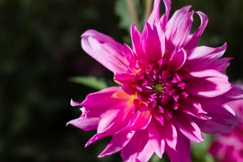 Pink flower Stock Photos