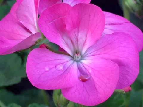 Pink Flower Stock Photos