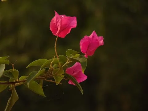 Pink flower Stock Photos