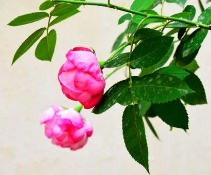 Pink flower Stock Photos