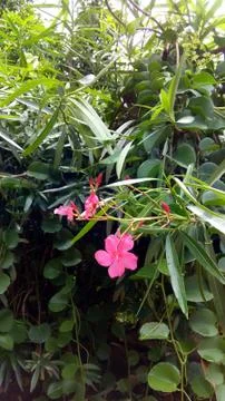 Pink Flower Stock Photos