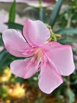 Pink Flower Stock Photos
