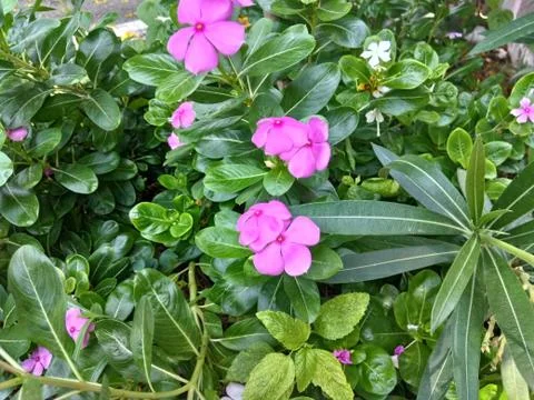 Pink Flower Foto stock