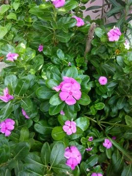 Pink Flower Foto stock