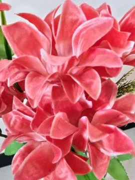 Pink Flower Foto stock
