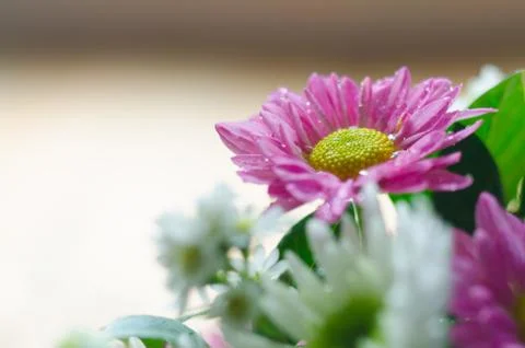Pink flower Stock Photos