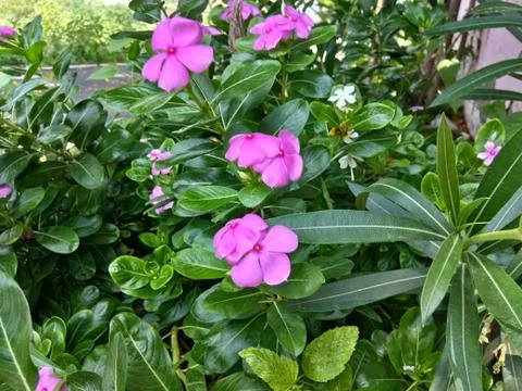 Pink Flower Foto stock