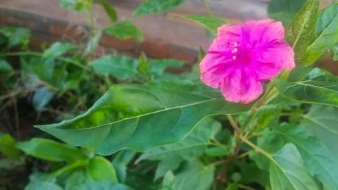 Pink flower Stock Photos