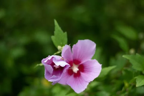 Pink flower Stock Photos