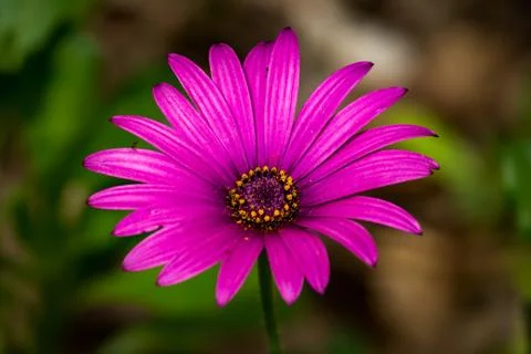 A Pink Flower Stock Photos