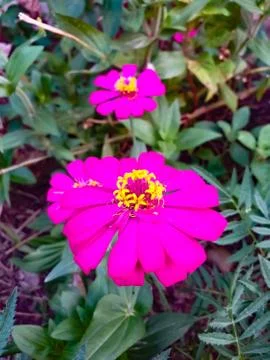 Pink flower Foto stock