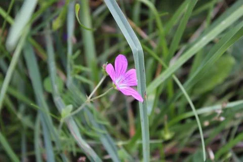 Pink flower Stock Photos