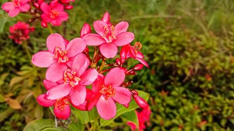 Pink flower Stock Photos