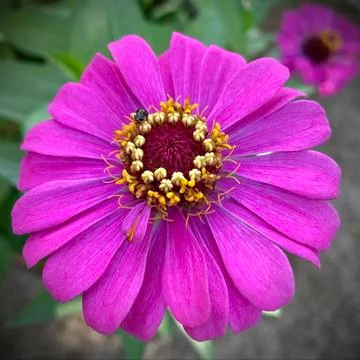 Pink flower Stock Photos