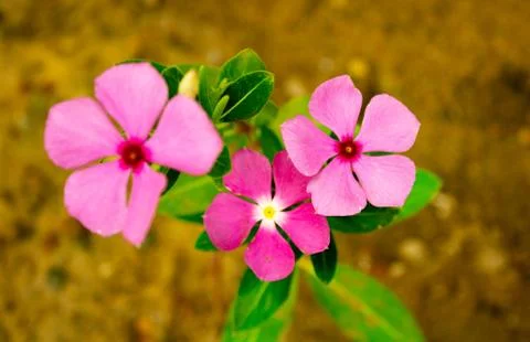 Pink Flower Stock Photos