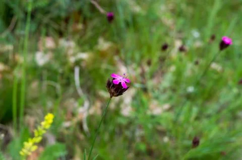 A pink flower Stock Photos